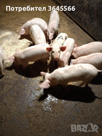 малки прасета, снимка 5 - Прасета - 52900634