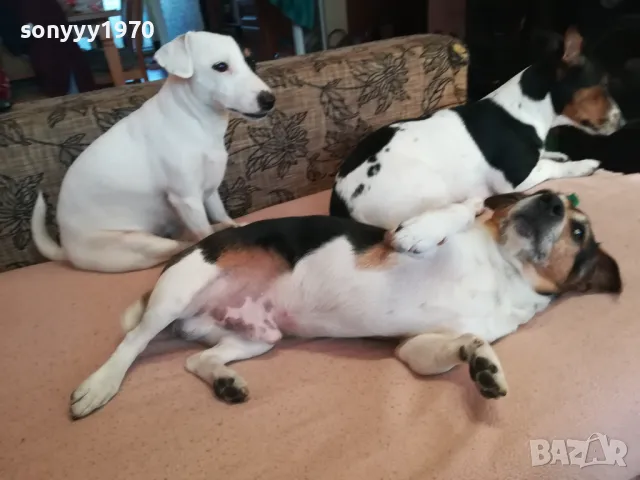 ДЖАК СИ ТЪРСИ ЖЕНСКА ЗА РАЗПЛОД 0903251747, снимка 2 - Джак ръсел териер - 49424083