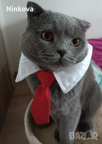 Малко британче, снимка 9 - Британска късокосместа - 53042180