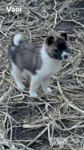 Америкаска акита , снимка 13 - Акита - 53493494