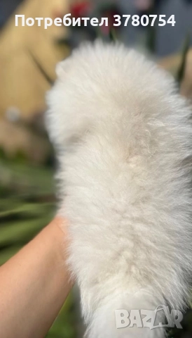 Померан мини/померан, снимка 4 - Померан - 41497748