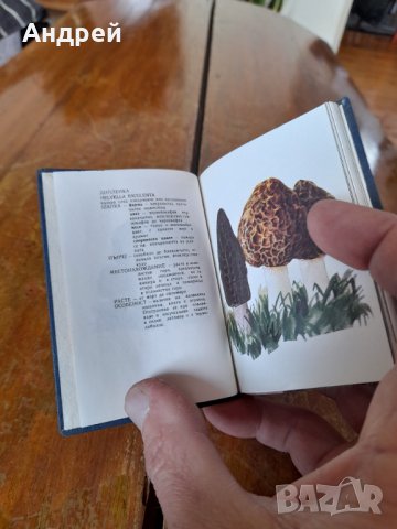 Стар Гъбарски справочник, снимка 3 - Други ценни предмети - 43983705