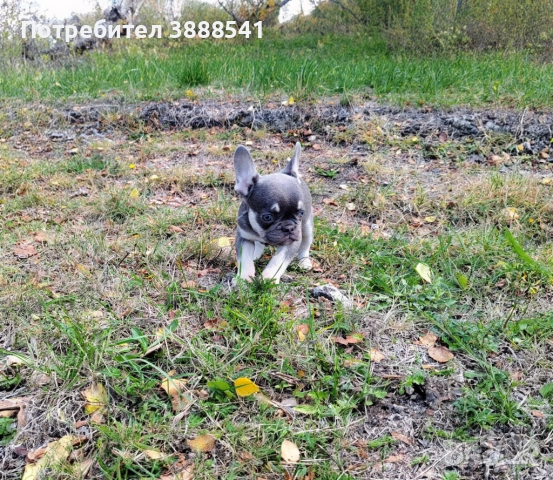 Елитни френски булдоци родени на 23.08., снимка 14 - Френски булдог - 43655613