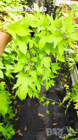 Ипомея Батат, два различни зелени сорта!, снимка 18 - Градински цветя и растения - 51230396