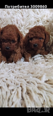 Той пудел , снимка 2 - Пудели - 52925585