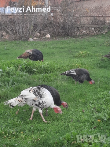 Пуйки, снимка 4 - За птици - 52506382