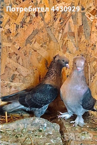 Мардини декорация и игра, снимка 2 - Гълъби - 53134999