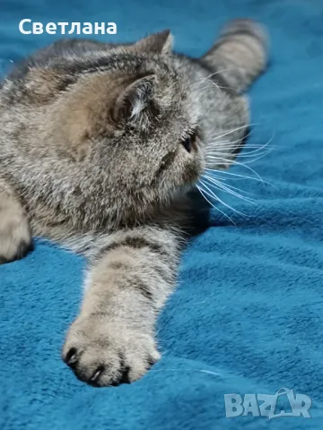 Екзотично късокосместо женско коте 🐈, снимка 11 - Персийска - 47058249