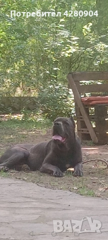 кане корсо бебета, снимка 6 - Кане корсо - 53035265