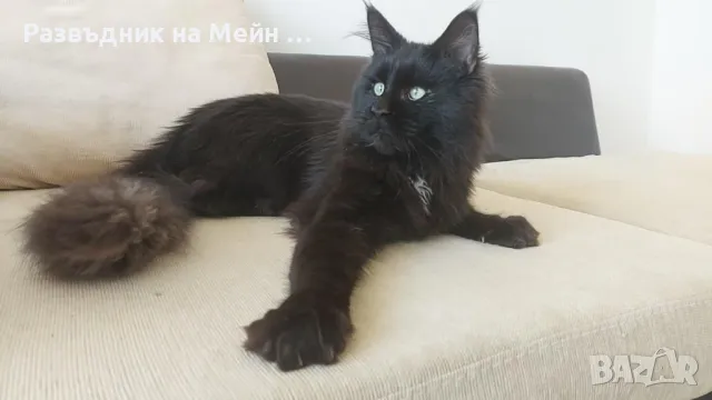 Мейн Куун красиво черно момче, снимка 1