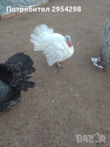 Пуяци Артисан, снимка 6 - Кокошки и пуйки - 53107623
