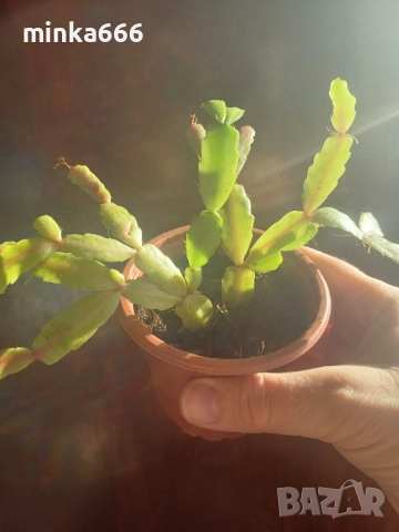 Виолетово коледниче.