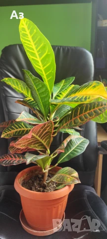 Продавам цветя Кротон – големи, 3 бр. налични, снимка 2 - Стайни растения - 50715178