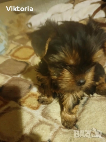 Йоркширски териери, снимка 3 - Йоркширски териер - 52221495