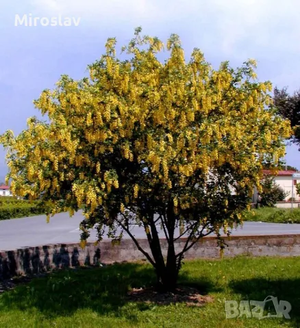 Златен дъжд (Laburnum anagyroides), снимка 5 - Градински цветя и растения - 50253808