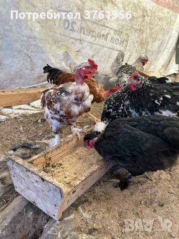 млади ярки и петлета