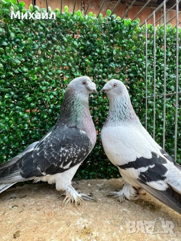 Мардини/ Турски, снимка 5 - Гълъби - 53406807