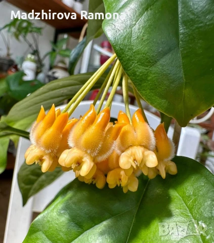 Hoya lasiantha , снимка 1