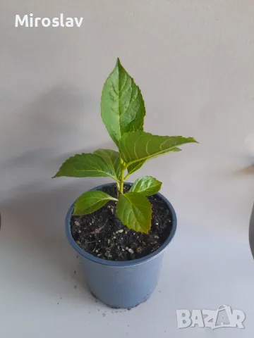 Хортензия Принцеса Даяна, снимка 7 - Градински цветя и растения - 50205799