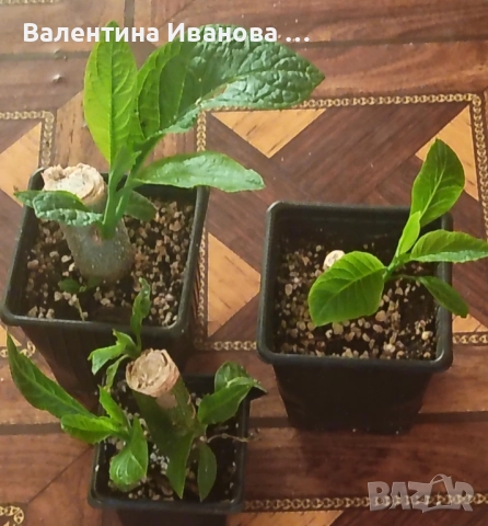 комплект 4бр ангелски тромпет , снимка 8 - Разсади - 52380470