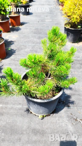  Pinus Mugo Mughus, Клек, снимка 8 - Градински цветя и растения - 40696492