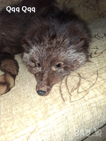 Лисича яка- като нова