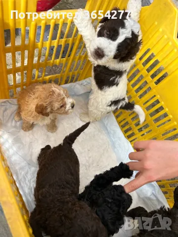 Бебета Лагото чистокръвни, снимка 3 - Други - 49101088