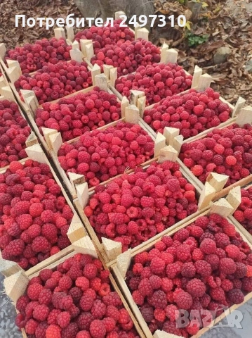 Продавам разсад малини , снимка 5 - Разсади - 53530038