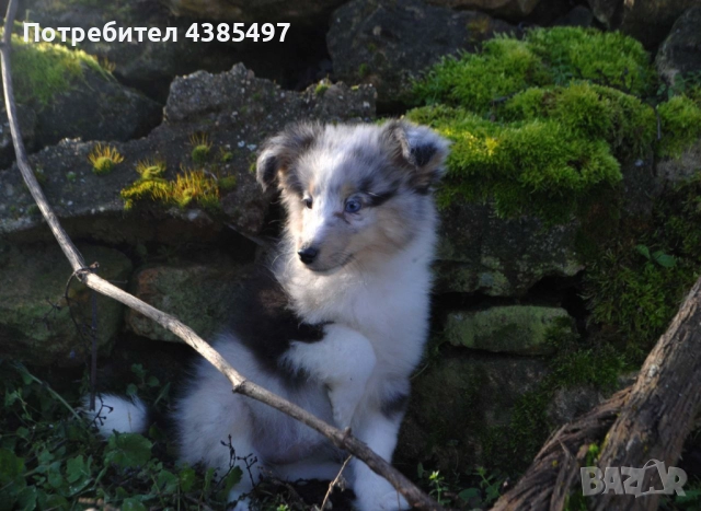 Кученца Шелти женска