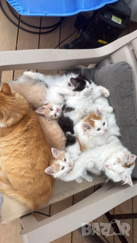 Домашни Полу-Ангорски Котенца + Доставка 60лв, снимка 3 - Ангорски - 40695376