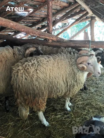 коч кочове овен , снимка 4 - Овце - 47352865