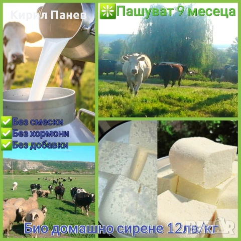 БИО домашно сирене , снимка 3 - Домашни продукти - 51935933
