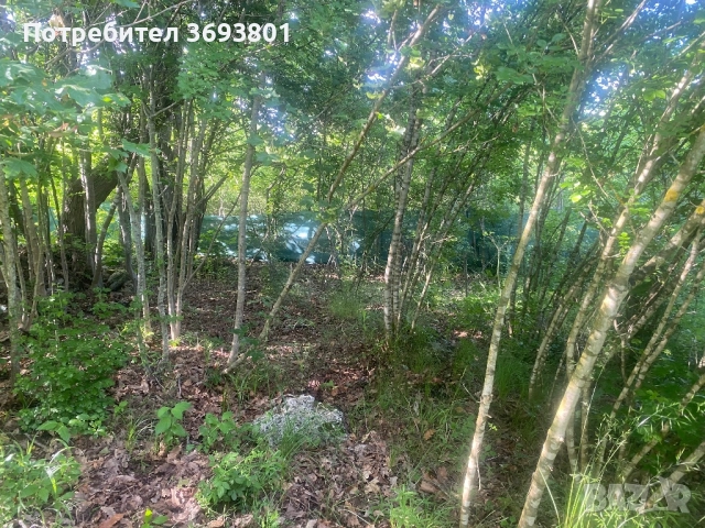 5 декара Парцел   С Трюфелна ферма, снимка 10 - Вили - 51957630
