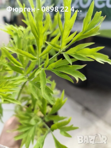 ЧЕРЕН БЪЗ GOLDEN TOWER - ЗЛАТНА КУЛА, снимка 2 - Разсади - 51938768