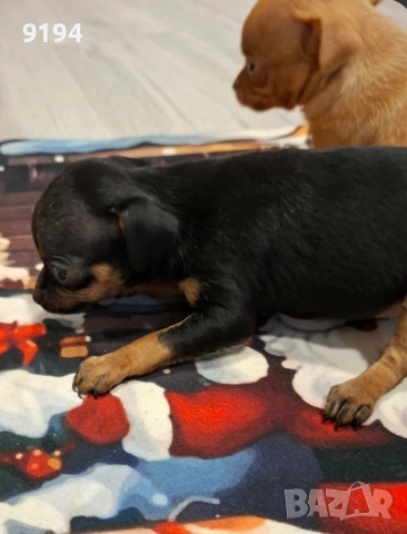 пинчери., снимка 5 - Пинчер - 52724103