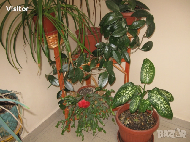  Canon PowerShot A590 IS, снимка 18 - Фотоапарати - 52867072