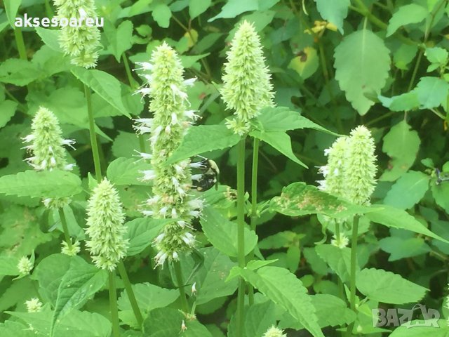 Семена от Лофант медоносна билка за чай и медонос за пчелите за пчелина многогодишен храст за декора, снимка 15 - Сортови семена и луковици - 37711102