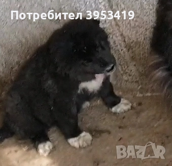 каракачански кученца , снимка 4 - Каракачанска овчарка - 52283861