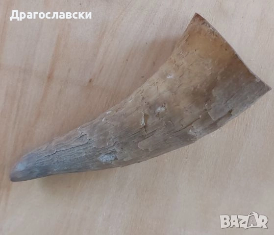 Рога, рогове: Кух рог  - 20, 15, 19 см, плътен, дръжка, снимка 6 - Други - 46576361