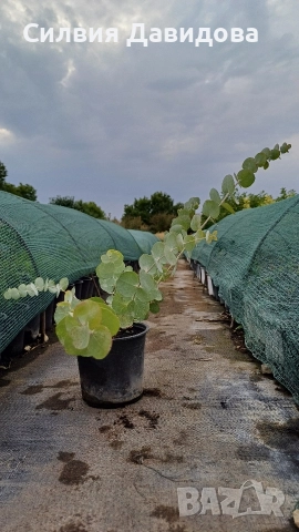 Евкалипт , снимка 8 - Други стоки за дома - 52773885