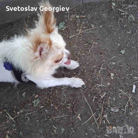 чихуахуа , снимка 2 - Чихуахуа - 52005484