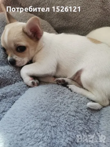 кученца чихуахуа , снимка 1