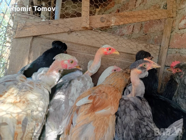 продавам млади домашно гледани пуйки пуяци петли кокошки , снимка 12 - Кокошки и пуйки - 52589751