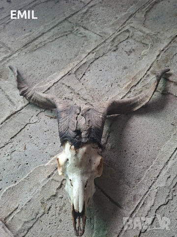 Рога Трофей череп от козел пръч, снимка 7 - Антикварни и старинни предмети - 53481989