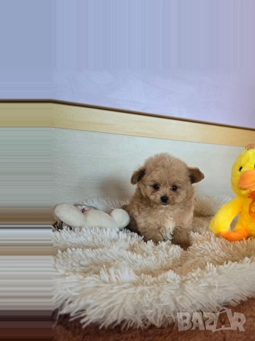 Помапу момче 