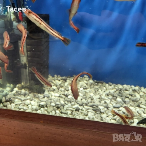 Червен змиеглав 6-7см