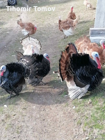 продавам домашно гледани пуйки пуяци , снимка 7 - Кокошки и пуйки - 52243231