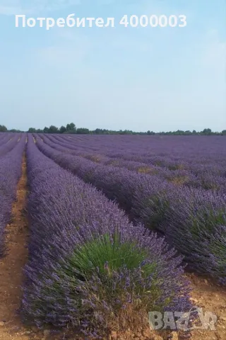 Натурално Лавандулово Масло, снимка 3 - Други - 48713209