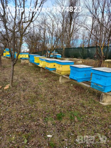 Пчелни семейства , снимка 1 - За пчели - 44102700