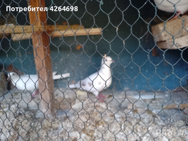 Гургутки и петлета, снимка 6 - други­ - 50966710